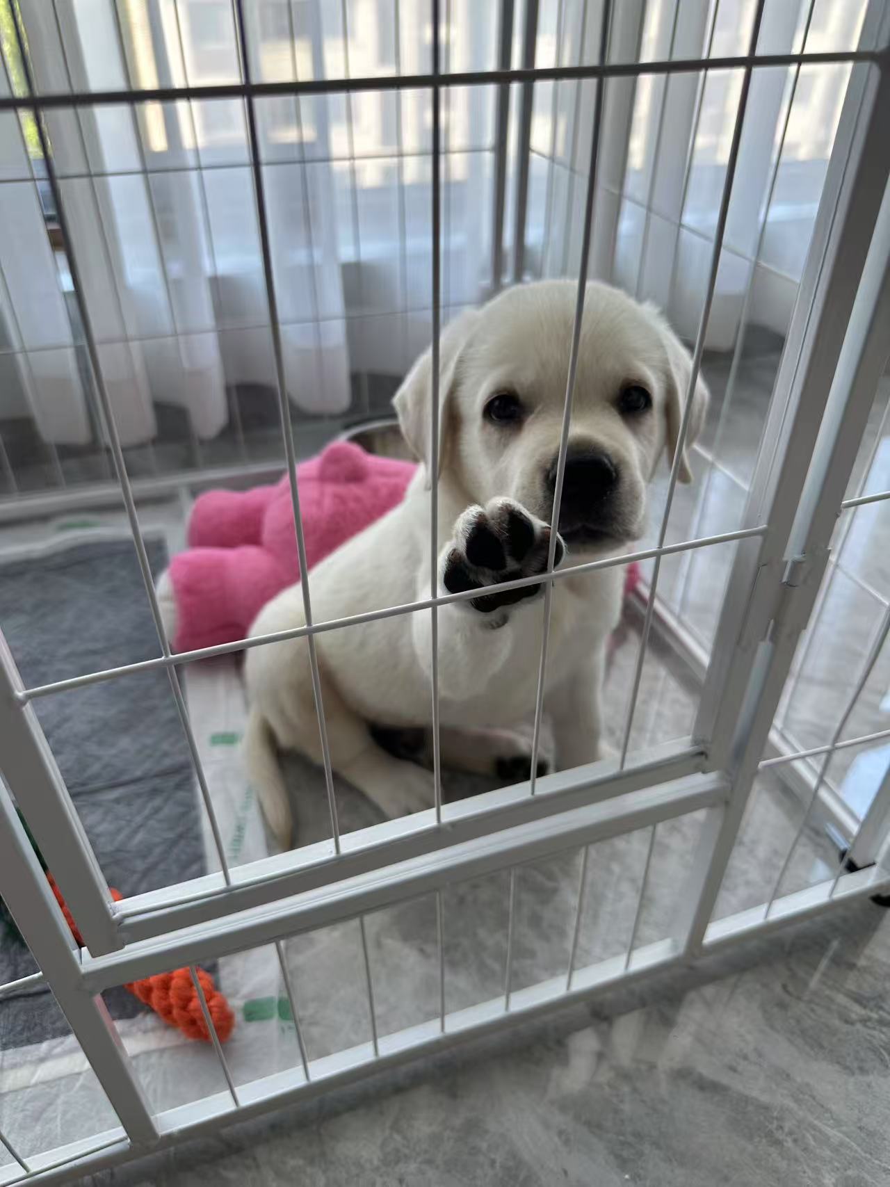 白色拉不拉多幼犬,性格活泼可爱,爱亲近人。